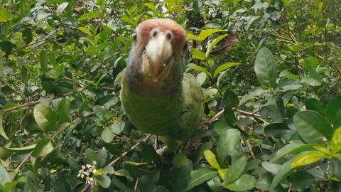 Curious green Amazon parrot perched among dense tropical foliage, looking Stock-Footage 331866683