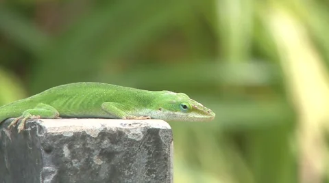 Curious Green Anole Stock-Footage 64655306
