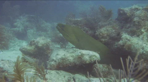 Curious Green Moray Eel Stock Footage 717455