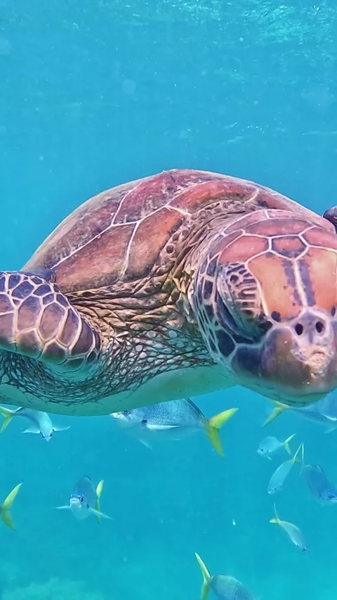 Curious green sea turtle checking the diver swimming underwater Vidéo 329351592