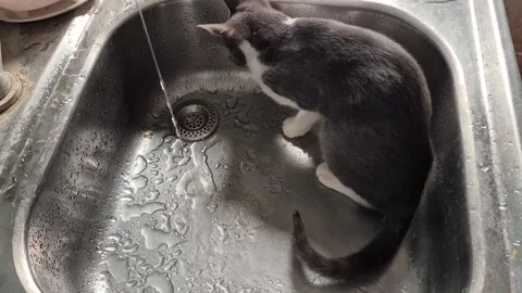 Curious grey and white cat drinks water from a running faucet in a stainless Stock Footage 330761629