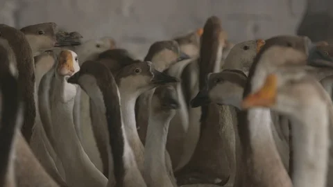 Curious grey and white geese looking around and honking in the barn in Ukraine Stock Footage 106700564