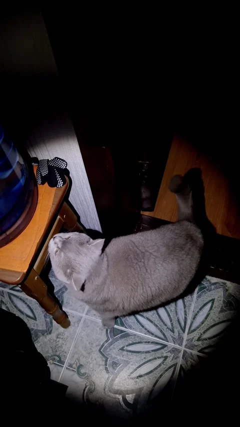 Curious Grey Cat in Dark Room Lit by Spotlight Stock-Footage 325224233