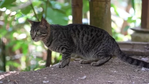 Curious grey cat looking around Stock Footage 276295003
