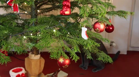 Curious grey cat, playful pet, mischief, adorable animal, Christmas tree Stock Footage 56300266