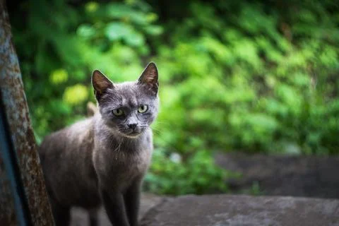 Curious Grey Cat Standing by Rustic Doorway Fotos de archivo