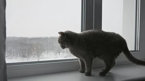Curious Grey Cat Watching Snowfall From Windowsill Stock Footage 327387449