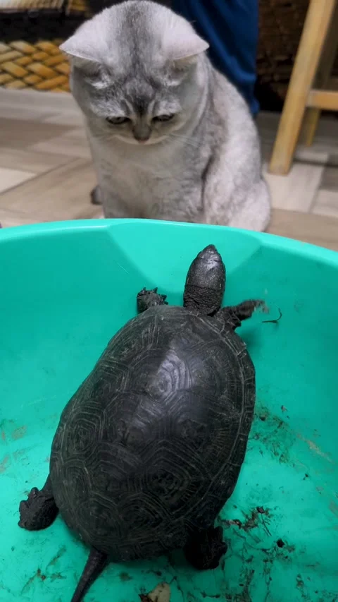 Curious Grey Cat Watching Turtle In Basin Stock Footage 341116977