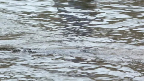 Curious Grey Seal diving in the wild in North Devon Stock Footage 141254339