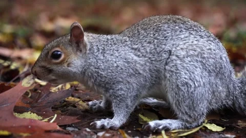 Curious Grey Squirrel Foraging in Autumn Leaves 4K Vidéo 165239537