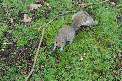 Curious grey squirrel Stock Photos