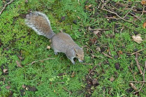 Curious grey squirrel Stock Photos