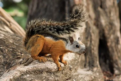Curious grey squirrel on a tree in Tamarindo, Costa Rica Stock Photos