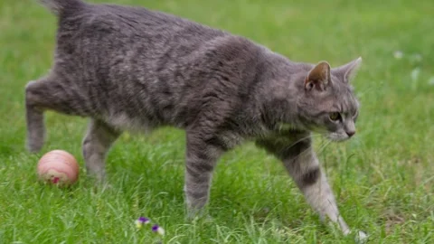 Curious Grey Tabby Cat Playfully Stalks and Hunts a Small Ball in Lush Green Stock Footage 336464749