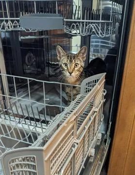 Curious Grey Tabby Kitten Sitting Inside Dishwasher Stock Photos