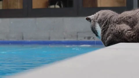 A curious grey tuxedo cat drinks from a swimming pool Stock Footage 146364514