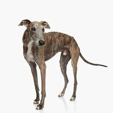 Curious greyhound dog opening ears, looking away and being on guard Stock Photos