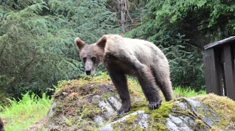 Curious grizzly cubs check out photographer Stock Footage