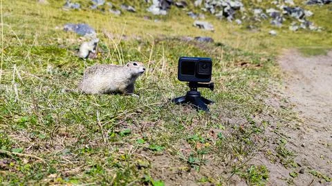 Curious ground squirrel examines an action camera on a grass Stock Photos