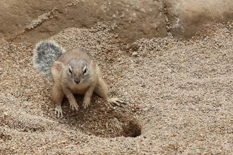 Curious Ground Squirrel Exploring Sandy Terrain in Natural Habitat 스톡 사진