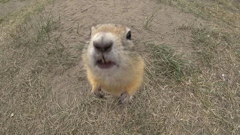 Curious ground squirrel Stock Footage 116181241