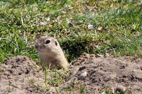 Curious ground squirrel peeking out from its burrow in a grassy field Stock Photos