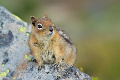 Curious Ground Squirrel Foto stock
