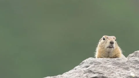 Curious Ground squirrels Prairie dogs in Kamchatka green grass Stock Footage 290161314