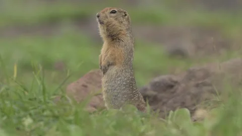 Curious Ground squirrels Prairie dogs in Kamchatka green grass Видео 290161336