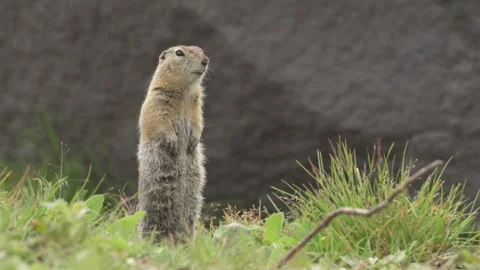 Curious Ground squirrels Prairie dogs in Kamchatka green grass Stockbeeldmateriaal 291623912