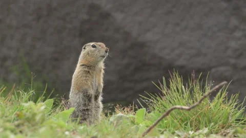 Curious Ground squirrels Prairie dogs in Kamchatka green grass Stock Footage 291623934