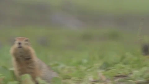 Curious Ground squirrels Prairie dogs in Kamchatka green grass Stock-Footage 297533853