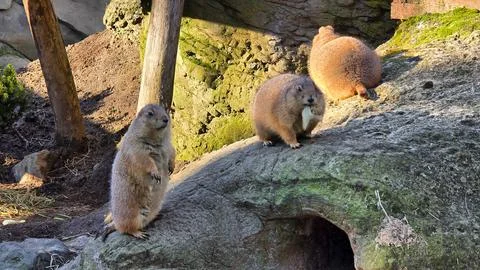 Curious Groundhogs Embark on a Journey Exploring Their Beautiful Natural Habitat Stock Photos