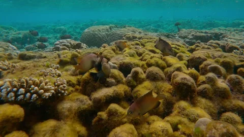 Curious group of Dusky Farmerfish swims close and looking at camera as they swim Stock Footage 301233637