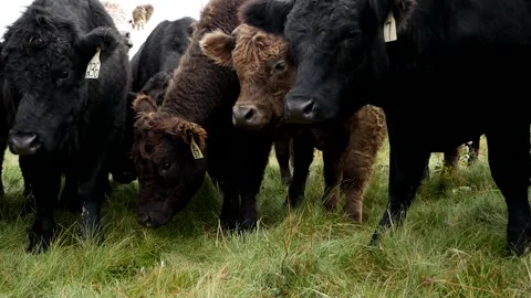 Curious Group of Steers Stock Footage 153240196