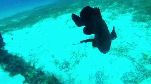 A Curious Grouper 스톡 동영상 96418480