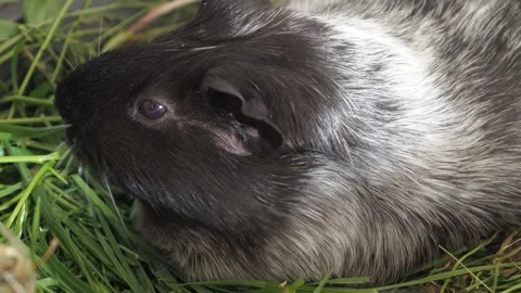 The curious guinea pig discovers a vegetable patch and tastes lettuce leaves Video stock 278094451