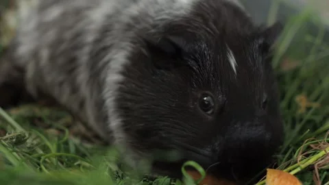 A curious guinea pig explores the edge of a body of water, tasting coastal plant Video stock 278114485