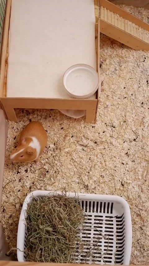 Curious guinea pig exploring its wooden enclosure Stock Footage 336258367