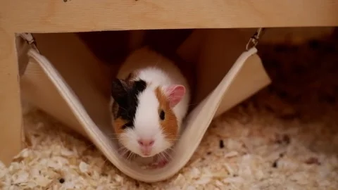 Curious guinea pig getting out of hammock 動画素材 337032814