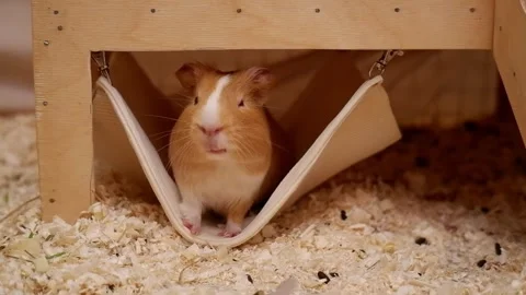 Curious guinea pig looking around its hammock Stock Footage 337032799