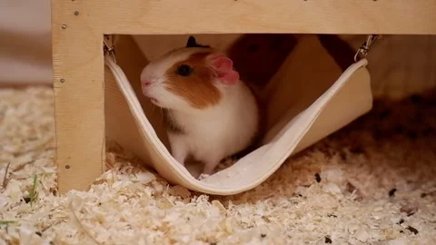 Curious guinea pig sitting in a hammock 動画素材 337033035