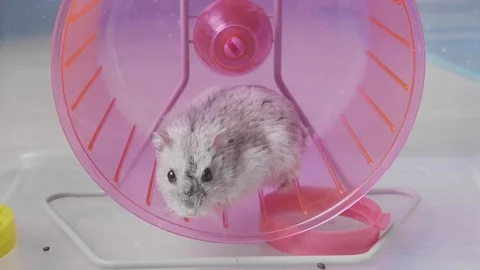 Curious hamster abandons wheel Stock Footage 113299928