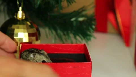 Curious hamster emerging from festive red Christmas gift box with ornaments Video stock 311564134
