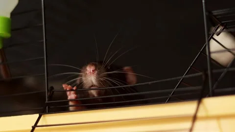 Curious hamster peeking through cage bars with long whiskers and tiny paws Stock Footage 337172910