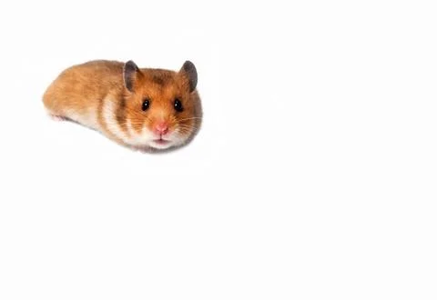 Curious hamster Stock Photos