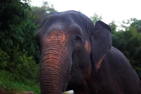 The Curious happy Elephant colored  Stock Photos