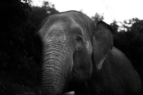 The Curious happy Elephant  Stock Photos