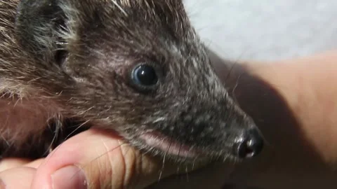 Curious hedgehog crawling over human hand Stock Footage 316808979