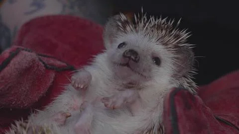 A curious hedgehog peeks out while lying in the hands of a veterinarian. The Stock Photos